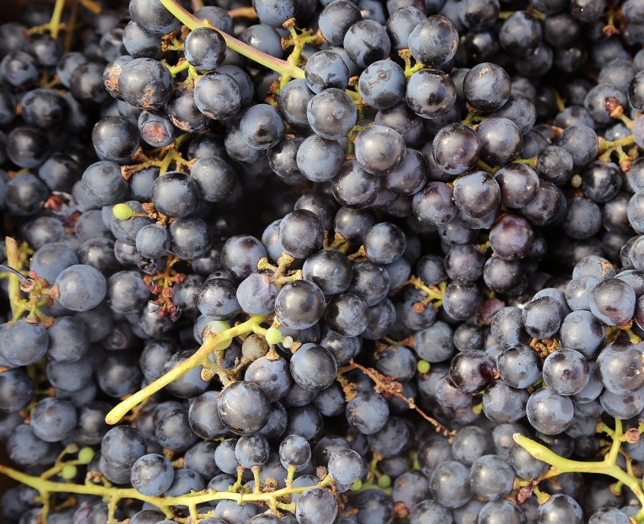 ¿Quieres inciar un negocio de vinos en la exportación?